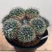  кактус :ma Mira задний .. круг * ширина 20cm на данный момент товар! один товар ограничение 
