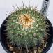  cactus :ko Piaa poa Corum na Alba . dragon circle (......)tsugi* width 7cm reality goods! one goods limit 
