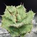  succulent plant : agave chitanotaSSR* width 21cm reality goods! one goods limit 