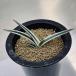  succulent plant : agave ice mountain * width 11.5cm reality goods! one goods limit 