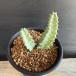  суккулентное растение :gagaimoferunias Tria -ta* ширина 3.5cm