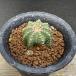  кактус :aztekium цветок .(. . корзина ) собственный корень * ширина 3.3cm на данный момент товар один товар ограничение 