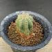  кактус :aztekium цветок .(. . корзина ) собственный корень * ширина 3cm на данный момент товар один товар ограничение 