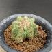  кактус :aztekium цветок .(. . корзина ) собственный корень * ширина 3.8cm на данный момент товар один товар ограничение 