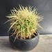  кактус :ekinokaktas золотой . Seto горшок * ширина 8cm на данный момент товар! один товар ограничение 