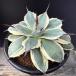  суккулентное растение : агава me Rico . крем шиповки * ширина 14cm на данный момент товар! один товар ограничение 