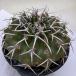  кактус : disco kaktasgi gun tia* ширина 10cm на данный момент товар! один товар ограничение * царапина есть 