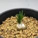  суккулентное растение :o-nisoga Ram litopsoites* лист ширина 1cm
