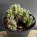  суккулентное растение :toli Cody atema фиолетовый . звезда * ширина 6cm