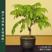 ~́F˓iˏĐ[)* A  v[gɂ (2024NJԏI)  bonsai ֘A摜2