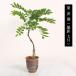 ~́F˓iE݌ÏĐ[j* (2024NJԏI) ӂtW A  bonsai ֘A摜2