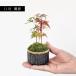 �~�j�~�́F�R���݂���*�i���ˏĊ۔��j�ەt�@���~�W �a ���A�� �g�t��菬�i�~�� bonsai �֘A�摜1
