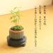 �~�j�~�́F�R���݂���*�i���ˏĊ۔��j�ەt�@���~�W �a ���A�� �g�t��菬�i�~�� bonsai �֘A�摜2
