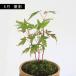 �~�j�~�́F�R���݂���*�i���ˏĊ۔��j�ەt�@���~�W �a ���A�� �g�t��菬�i�~�� bonsai �֘A�摜3