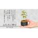 �~�j�~�́F�R���݂���*�i���ˏĊ۔��j�ەt�@���~�W �a ���A�� �g�t��菬�i�~�� bonsai �֘A�摜4