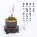 �~�j�~�́F�R���݂���*�i���ˏĊ۔��j�ەt�@���~�W �a ���A�� �g�t��菬�i�~�� bonsai �֘A�摜5