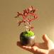  small bonsai : south heaven * moss attaching circle ceramics pot bonsai