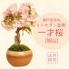  Sakura бонсай : один лет Sakura ( Seto . чай круг горшок )* (2026 год весна цветение предположительно ).. Sakura . цветок видеть день рождения праздник asahi гора Sakura подарок gift bonsai