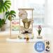  кукла для празника мальчиков compact шлем шлем украшение Lampo шлем украшение комплект разделительный экран имеется название inserting дерево . бесплатный дополнительный подарок крепдешин бесплатная доставка край .. .. сделано в Японии. кукла для празника мальчиков.