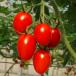 fu.... налог день высота река блок [2026 год 1 месяц средний . после отправка ] мини помидоры ( Aiko ) 2kg