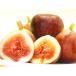 fu.... налог Wakayama город Wakayama производство инжир превосходящий товар 1.6kg(400g ×4 упаковка )