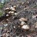 fu.... налог . старый город Iwate префектура . старый город производство [ сосна .]250g