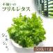 fu.... налог газонная трава гора блок не комплект. lettuce ..( оборка lettuce )500g×1 пакет 