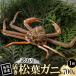fu.... налог . голова блок [ предшествующий предварительный заказ ] Tottori префектура производство есть перевод . сосна лист ..700g×1 кубок ( Nakamura магазин )2026 год 11 месяц отправка 