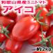 fu.... налог .... блок [2027 год 1 месяц отгрузка ] Wakayama префектура производство мини помидоры [ Aiko помидор ] примерно 2kg(M*L размер случайный ).... блок 