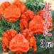 fu.... налог корень . город [ Hokkaido корень . производство ] цветок ..3 хвост ( итого 1.3~1.6kg) A-27026