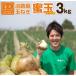 fu.... налог юг ... город Awaji Island шар лук порей [ меласса шар ]3kg( иметь машина удобрение 100%)