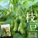 fu.... налог . двор город [ Hokkaido . двор город производство ] ветка бобы 250g×4 упаковка комплект [31001302]