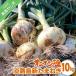 fu.... налог юг ... город [oni on душа ] Awaji Island новый лук репчатый 10kg * рассылка 3 месяц сверху .~