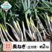 fu.... налог суша передний takada город [ предшествующий прием ] длина лук порей земля имеется примерно 2kg овощи белый лук порей корень глубокий лук порей Farm Koganeyama
