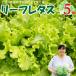 fu.... налог Sagawa блок < Sagawa блок производство leaf lettuce 5 пакет > запад . сельское хозяйство .