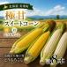 fu.... налог прекрасный . блок [ предшествующий предварительный заказ ] Hokkaido кукуруза ( желтый цвет &amp; белый )8шт.@ каждый 4шт.@. мир 8 год производство ....