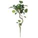 [ Point 15 times middle 5/27 9:59 till ] { fake green decorative plant } *.... goods *Asca( Aska ) Benjamin artificial foliage interior interior flower cheap 