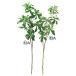  искусственный цветок зеленый .... товар выцветание bi интерьер искусственная зелень детали интерьер цветок поддельный цветок шелк цветок весна Aska ASCA Aska association 
