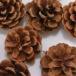 { dry flower material for flower arrangement }*.... goods * cultivator pine umbrella middle 3~4cm 10ko natural tree. real fruit fruits nuts dry nature material 