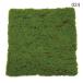 [P5 раз средний 12/02 09:59 до ] искусственный цветок зеленый коврик .... товар Moss коврик стена поверхность зеленый . фундамент мох Moss wall зеленый приклеивание растения интерьер поддельный весна 