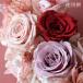 �v���U�[�u�h�t�����[ �ԍ� �Ƃ�悹�i ���[�Y�E�T��(9�֓���) �h���C�t�����[ �ԍ� �f�� �p�[�c �ޗ� ���[�Y �n�[�o���E�� �v���U�[�u�h���[�Y ��n�_�� �֘A�摜4