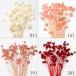 { dry flower material for flower arrangement } * the same day shipping * large ground agriculture . Mini corn flower dry flower swag bouquet dry flower bouquet dry flower swa grease 