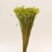 [P5 раз средний 2/2 09:59 до . покупка ] сухой цветок материалы для цветочной композиции в тот же день отгрузка специальная цена Star цветок * Mini светло-зеленый материалы для цветочной композиции материалы материал желтый зеленый желтый зеленый . восток person торговля 