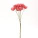 [P5 раз средний 12/02 09:59 до ] сухой цветок материалы для цветочной композиции в тот же день отгрузка серебряный Дэйзи * тросик свет красный материалы для цветочной композиции материалы материал красный красный цвет незначительный красный swag букет восток person торговля 