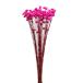  сухой цветок материалы для цветочной композиции в тот же день отгрузка Star цветок vivid розовый * изображение .. немного цвет тест . незначительный случается сухой цветок swag букет букет восток person торговля 