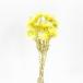  сухой цветок материалы для цветочной композиции в тот же день отгрузка серебряный te-ji- Mini лимон материалы для цветочной композиции материалы материал детали желтый цвет желтый лимон цвет swag восток цветок 