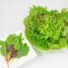 fu.... налог Nagano префектура clean leaf lettuce Mix 2 шт. комплект 