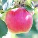 fu.... tax height forest block [ Nagano prefecture production!].~. apple (si nano sweet ) approximately 3kg preeminence goods 