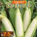 fu.... tax Takamatsu city elegant .. Seto inside white corn approximately 2.5kg[6 month middle .~7 month middle .]