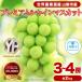 fu.... налог Yamanashi город 2026 отчетный год предшествующий предварительный заказ фрукты королевство Yamanashi производство тщательно отобранный автомобиль in мускат 3~4.( примерно 2kg)